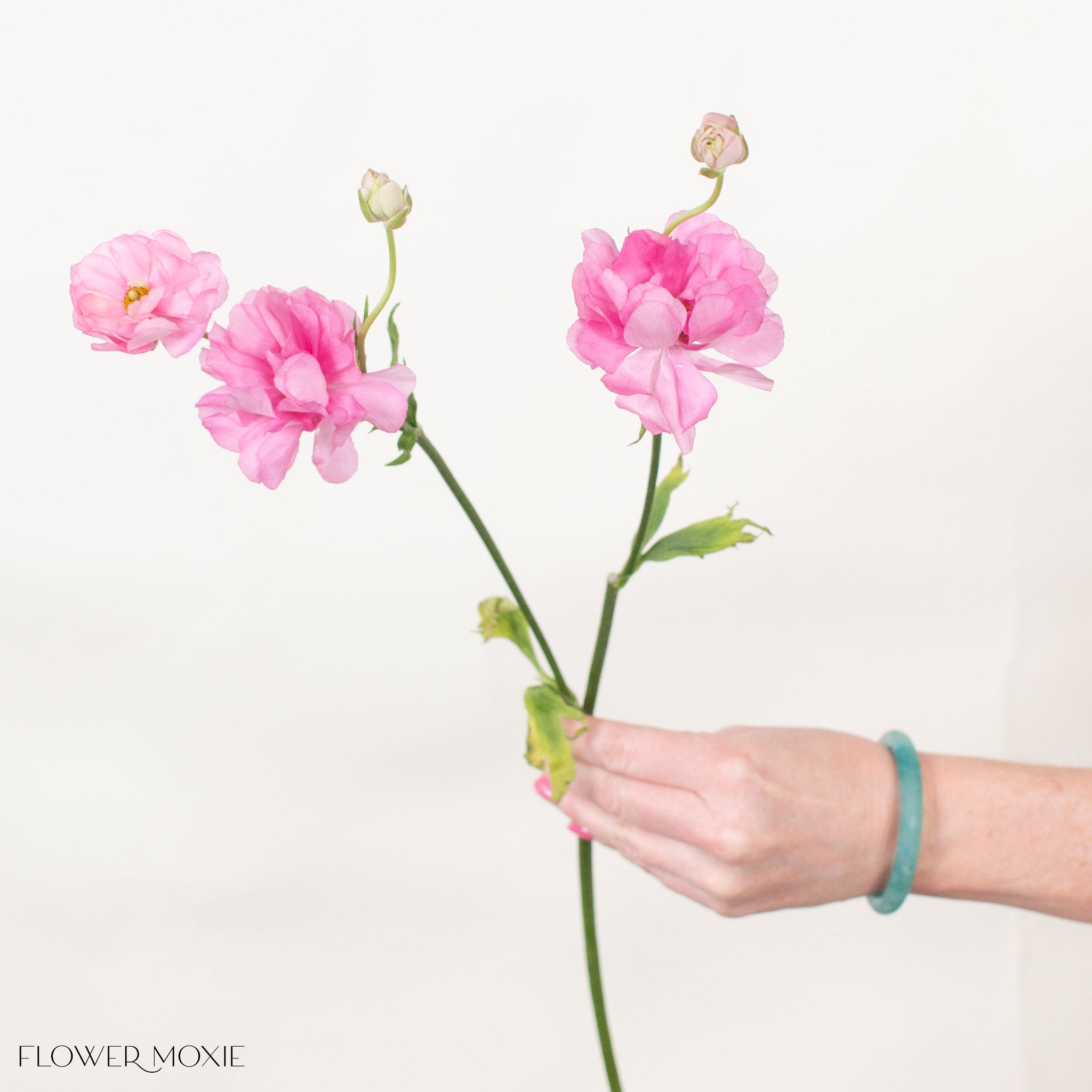 Medium Pink Butterfly Ranunculus