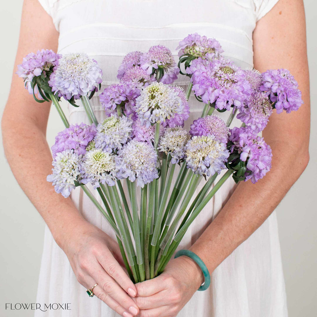 lavender with long flower stems Lavender Scabiosa Flower | DIY Wedding Flowers | Flower Moxie 100 Stems