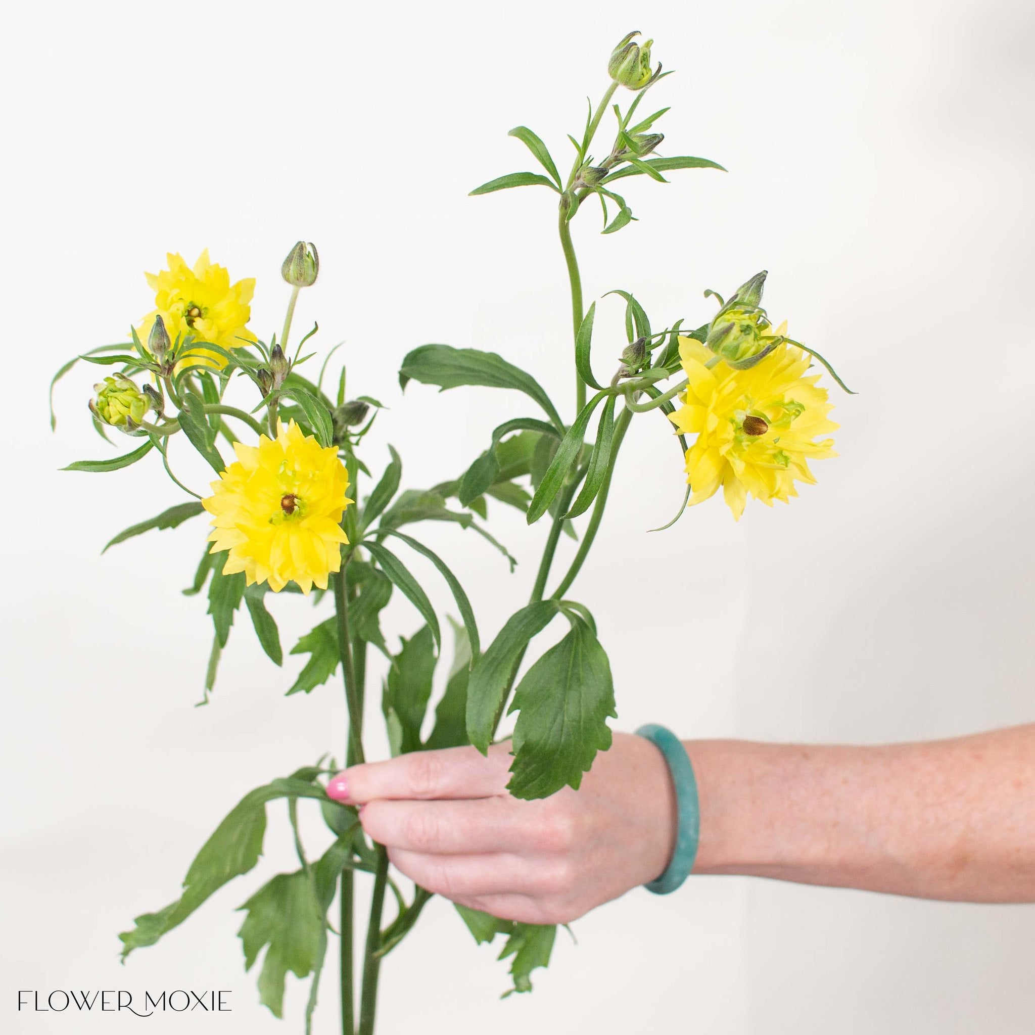 Yellow Star Butterfly Ranunculus

