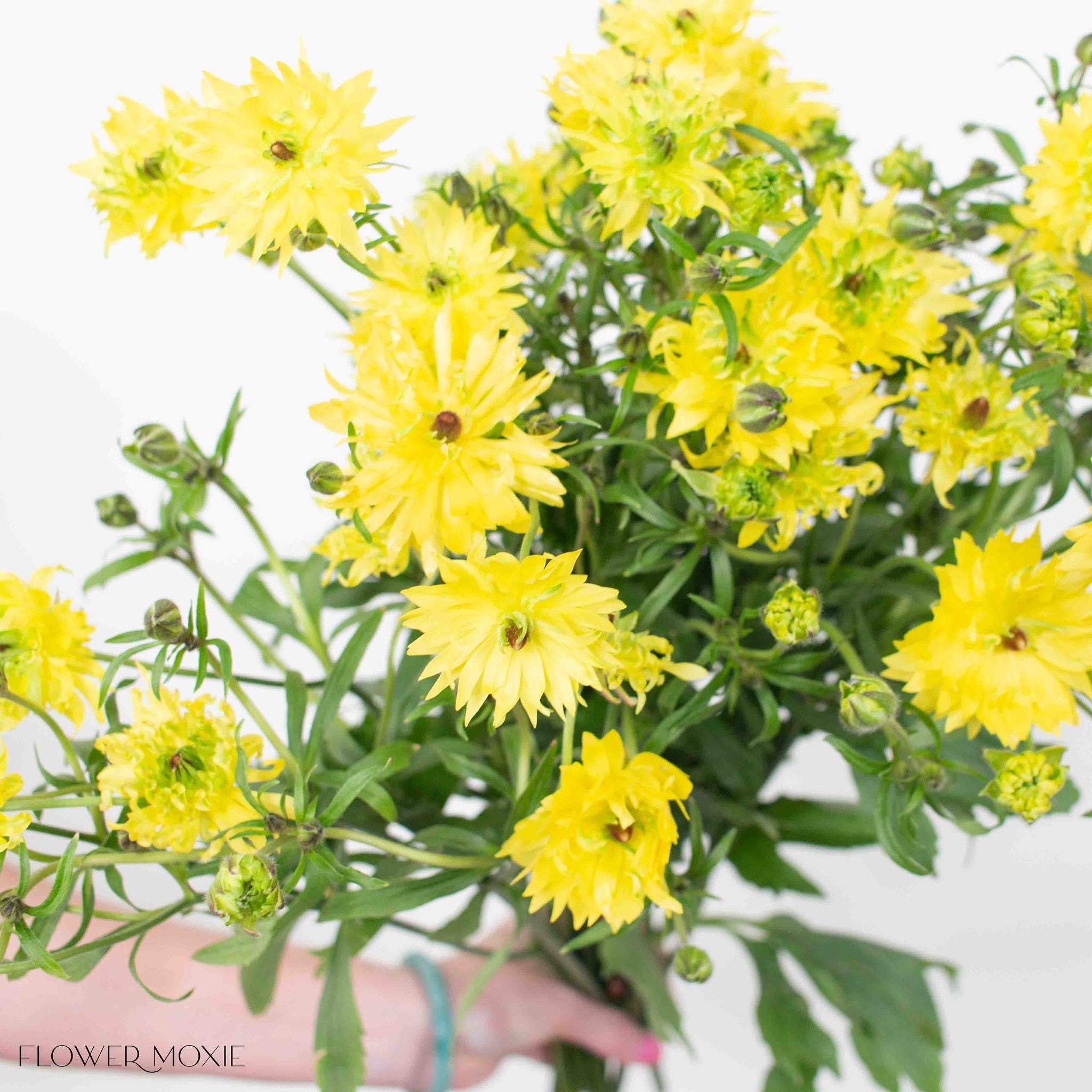 Yellow Star Butterfly Ranunculus
