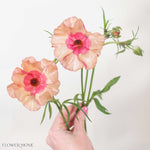 Peachy Pink Butterfly Ranunculus
