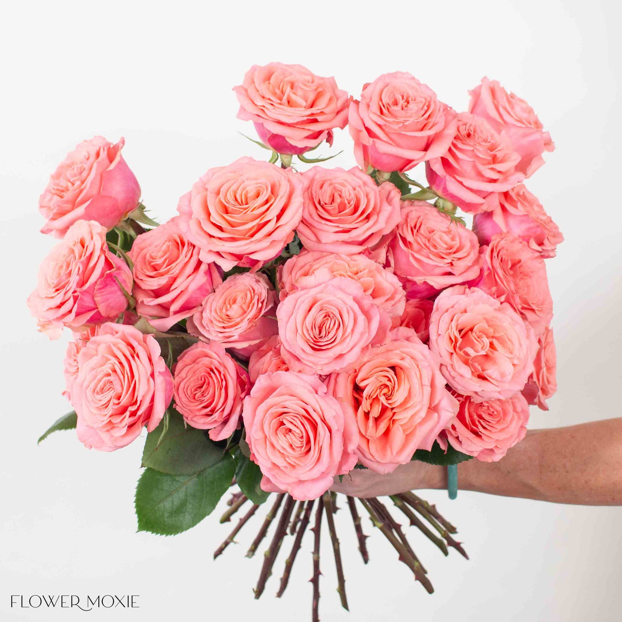 Coral Superstition Rose