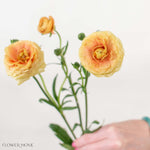 Apricot Butterfly Ranunculus
