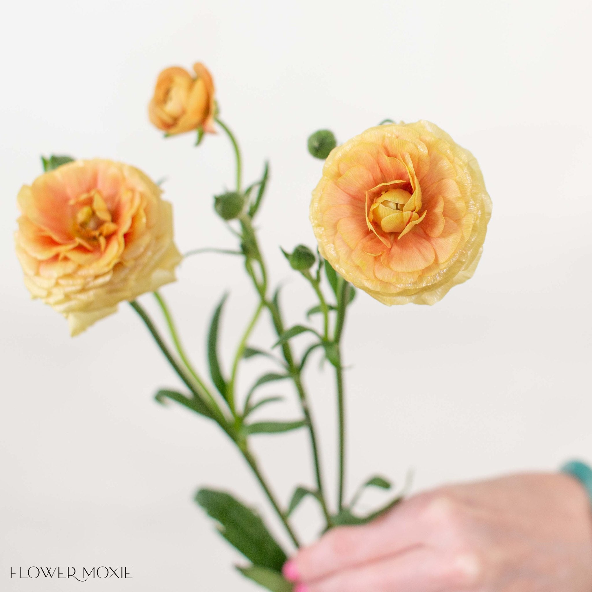 Apricot Butterfly Ranunculus
