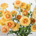 Apricot Butterfly Ranunculus
