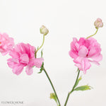 Medium Pink Butterfly Ranunculus