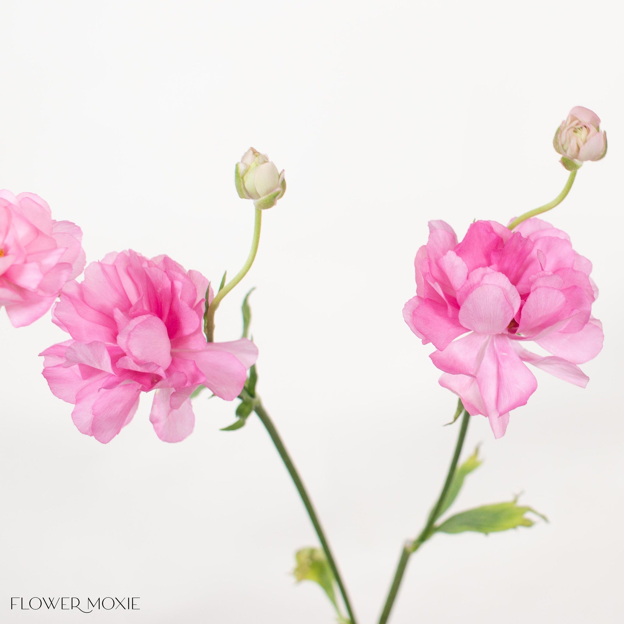 Medium Pink Butterfly Ranunculus