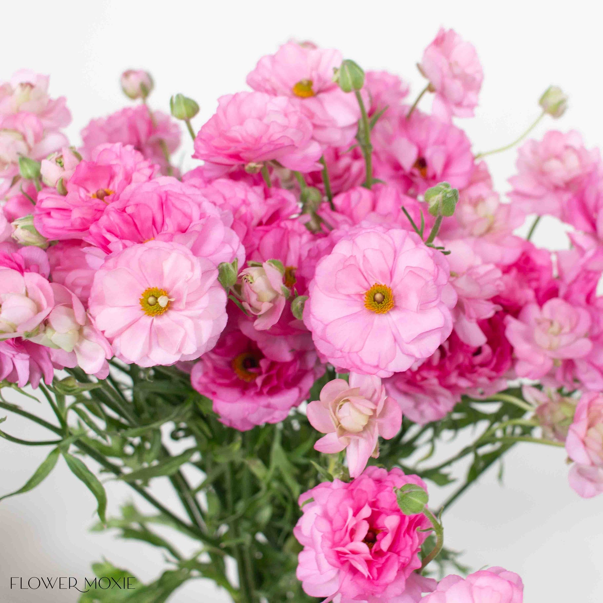 Medium Pink Butterfly Ranunculus