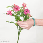 Berry Pink Star Butterfly Ranunculus
