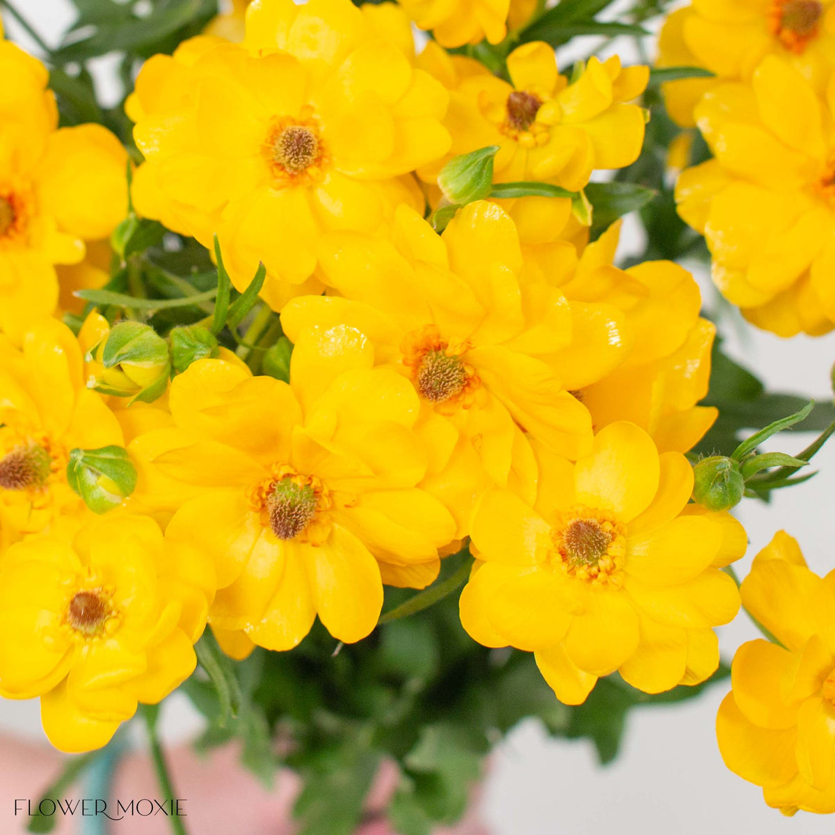 Golden Ranunculus Golden Yellow Butterfly Ranunculus | Flower Moxie DIY Wedding Flowers