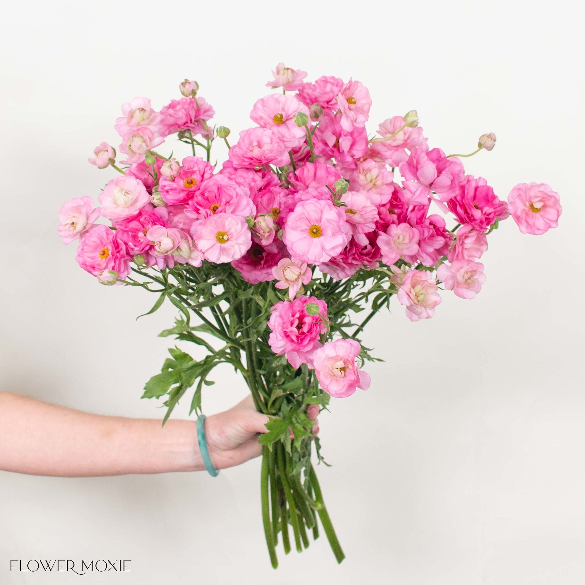 Medium Pink Butterfly Ranunculus