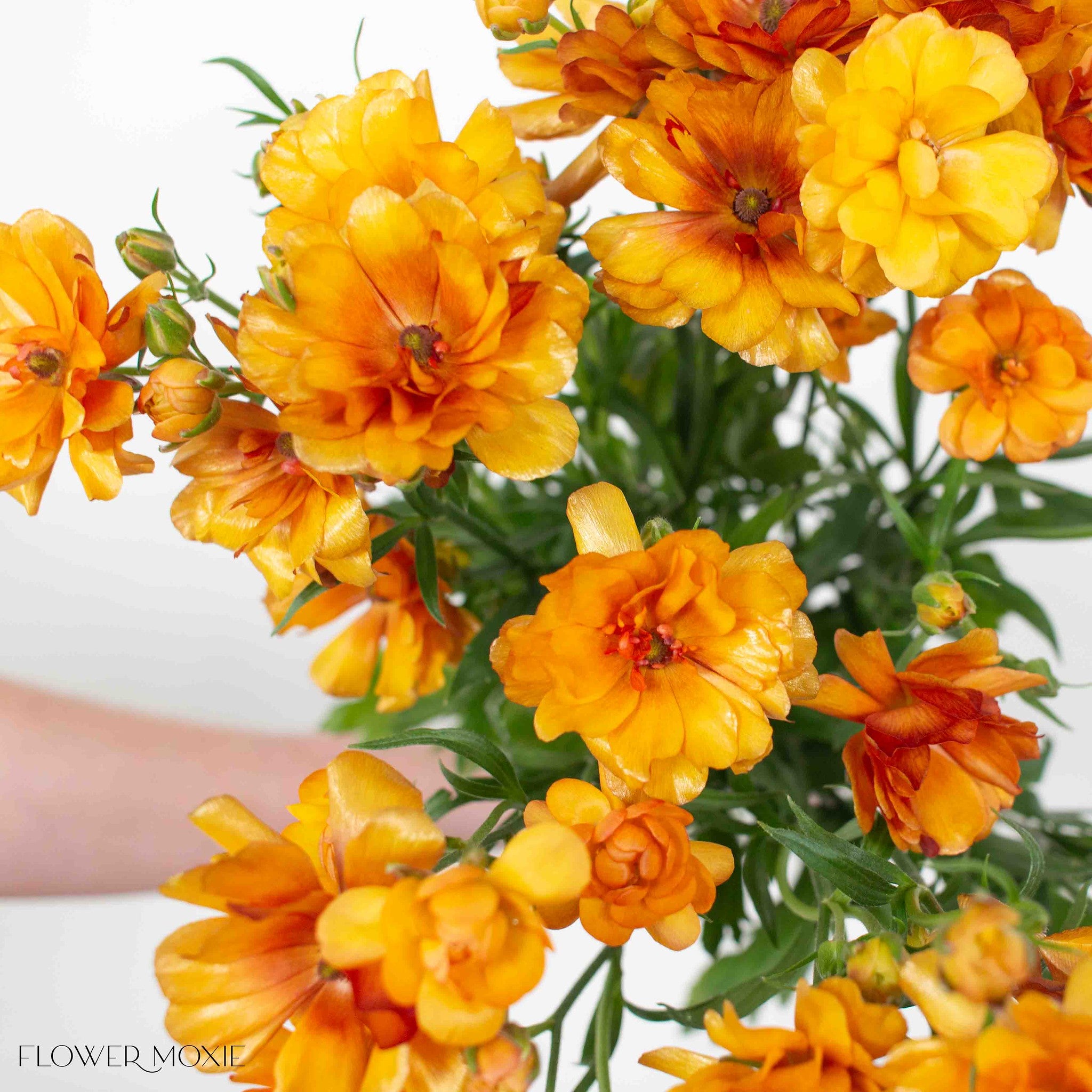 Sunset Orange Butterfly Ranunculus | Flower Moxie DIY Wedding Flowers