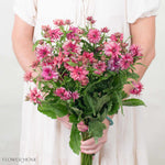 Berry Pink Star Butterfly Ranunculus
