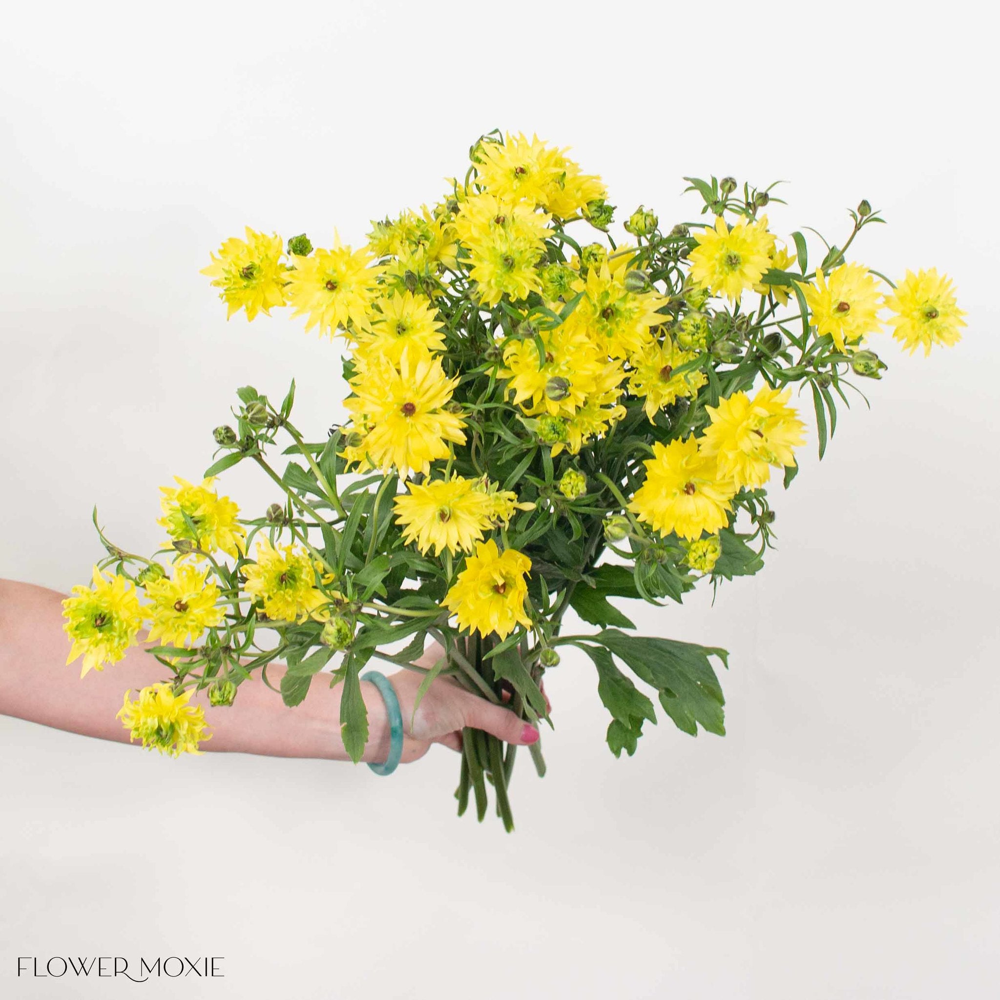 Yellow Star Butterfly Ranunculus
