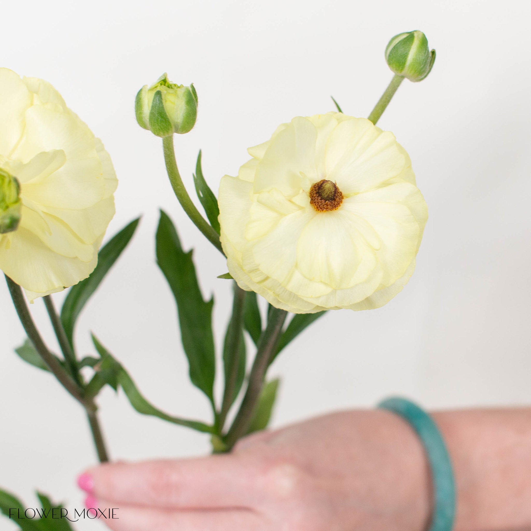 Limoncello Butterfly Ranunculus
