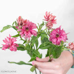 Berry Pink Star Butterfly Ranunculus
