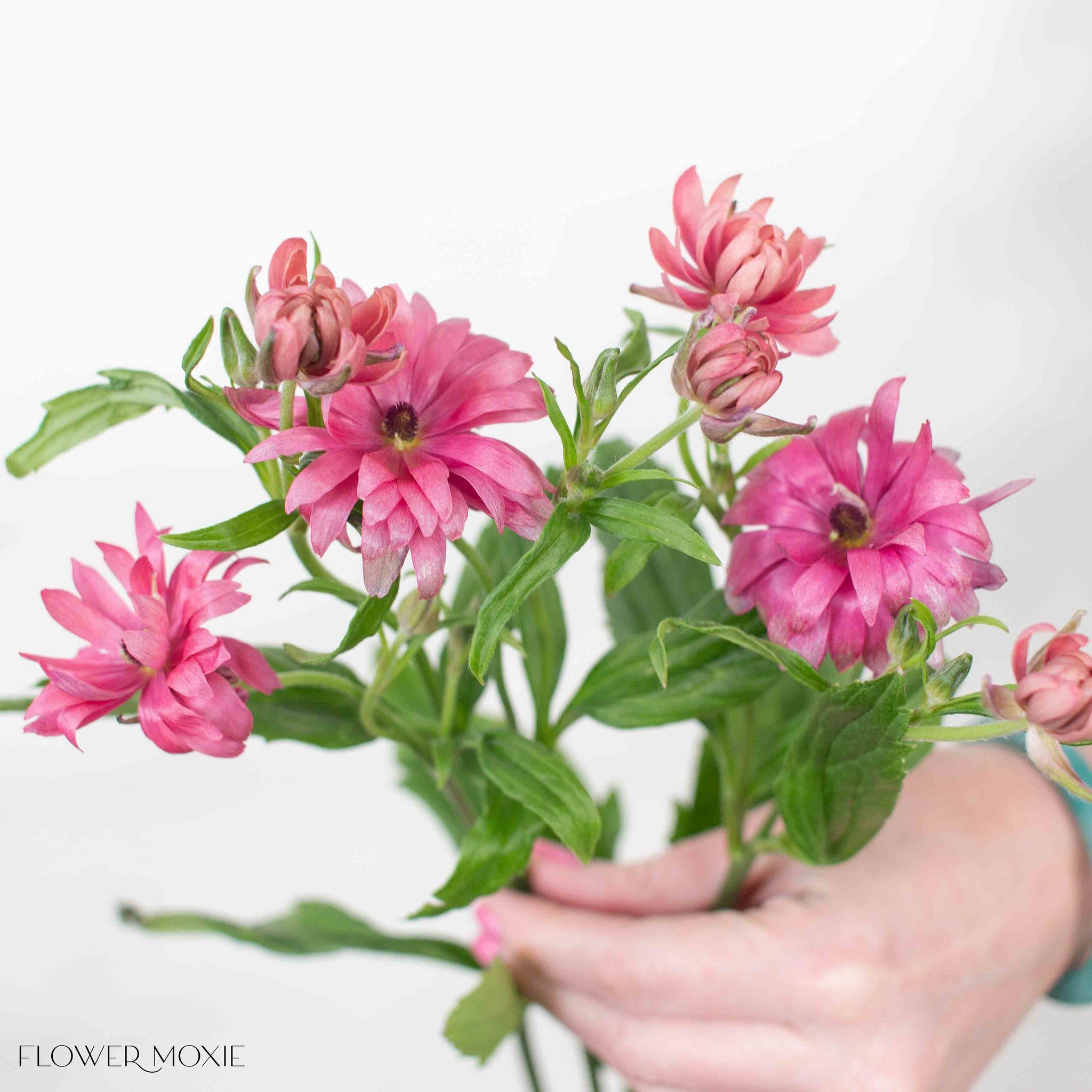 Berry Pink Star Butterfly Ranunculus
