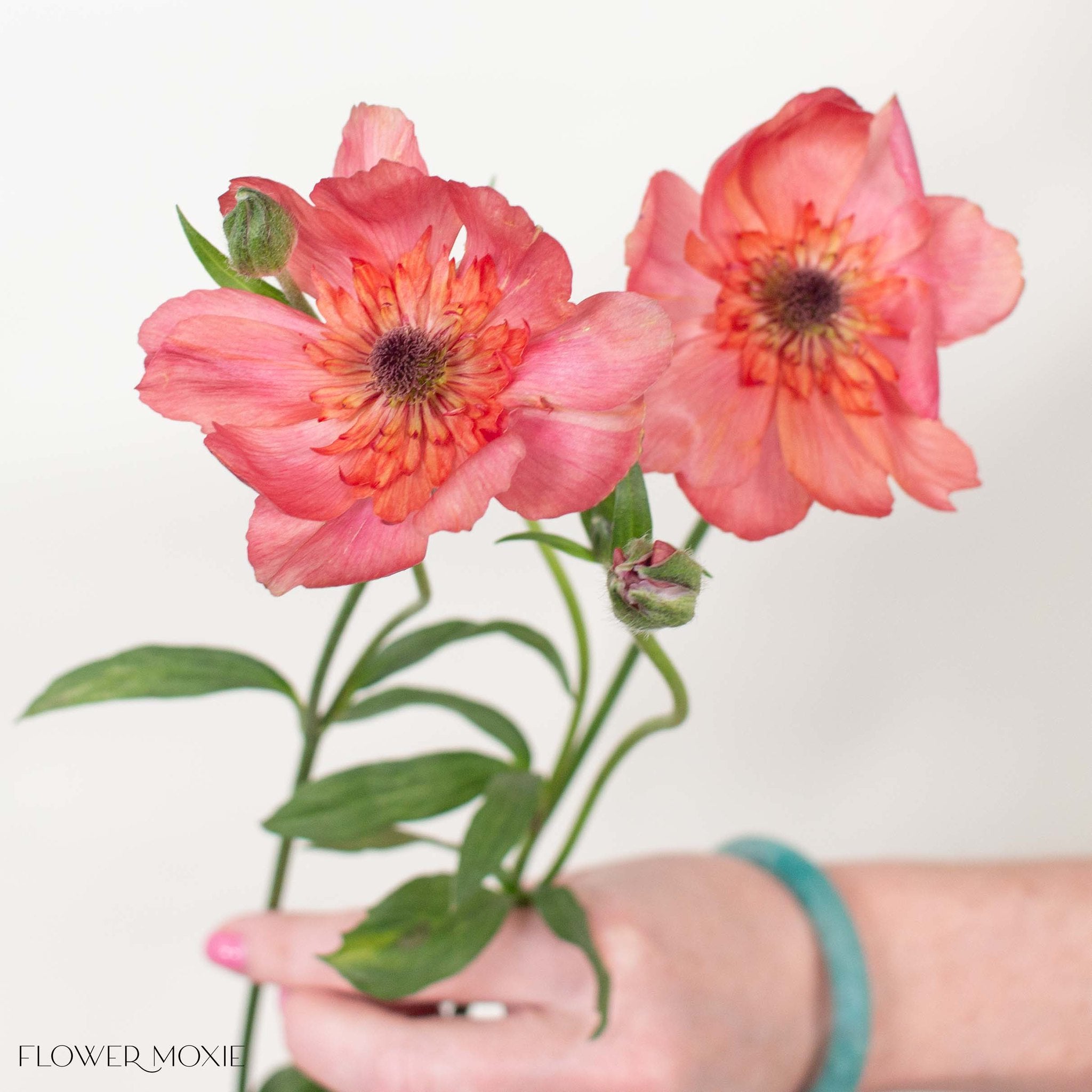 Coral Butterfly Ranunculus
