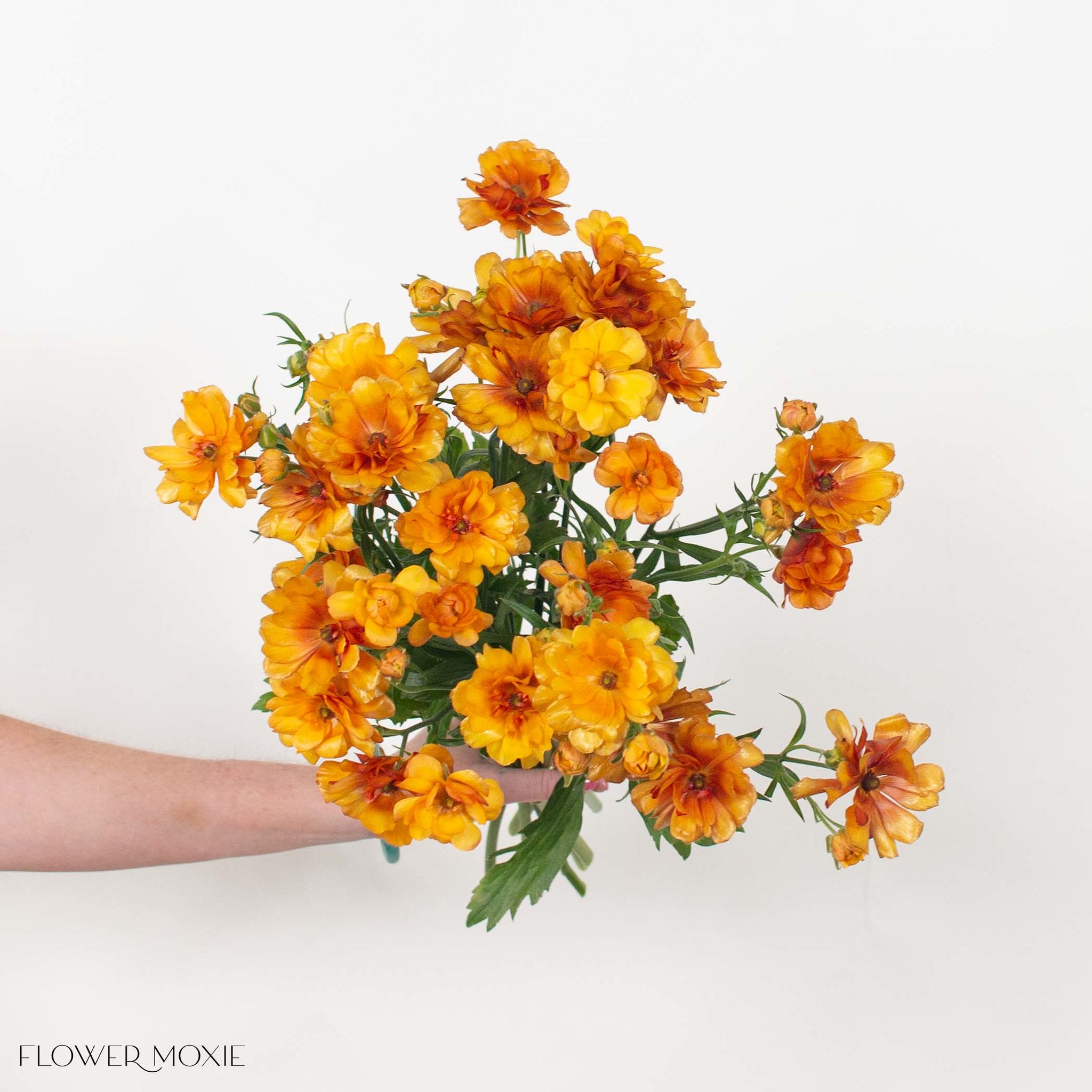 Orange Butterfly Ranunculus