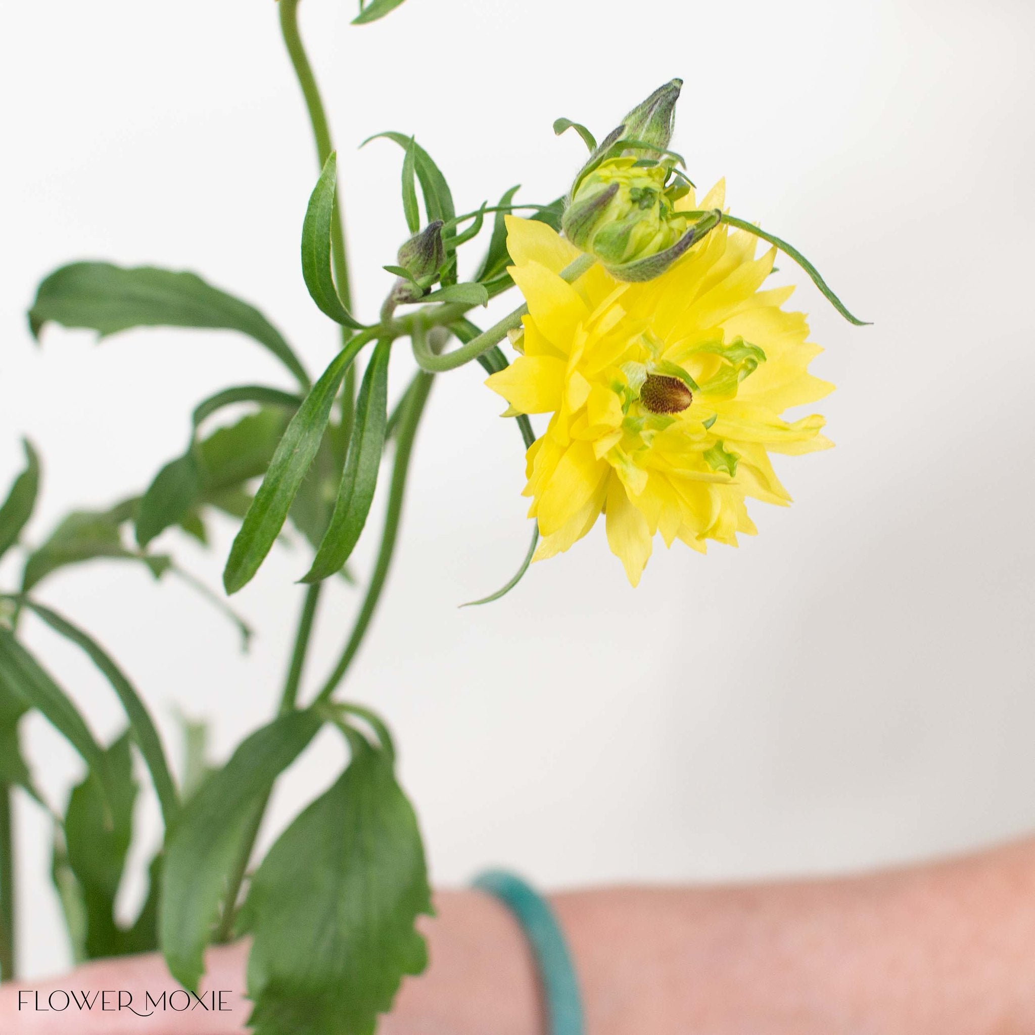 Yellow Star Butterfly Ranunculus
