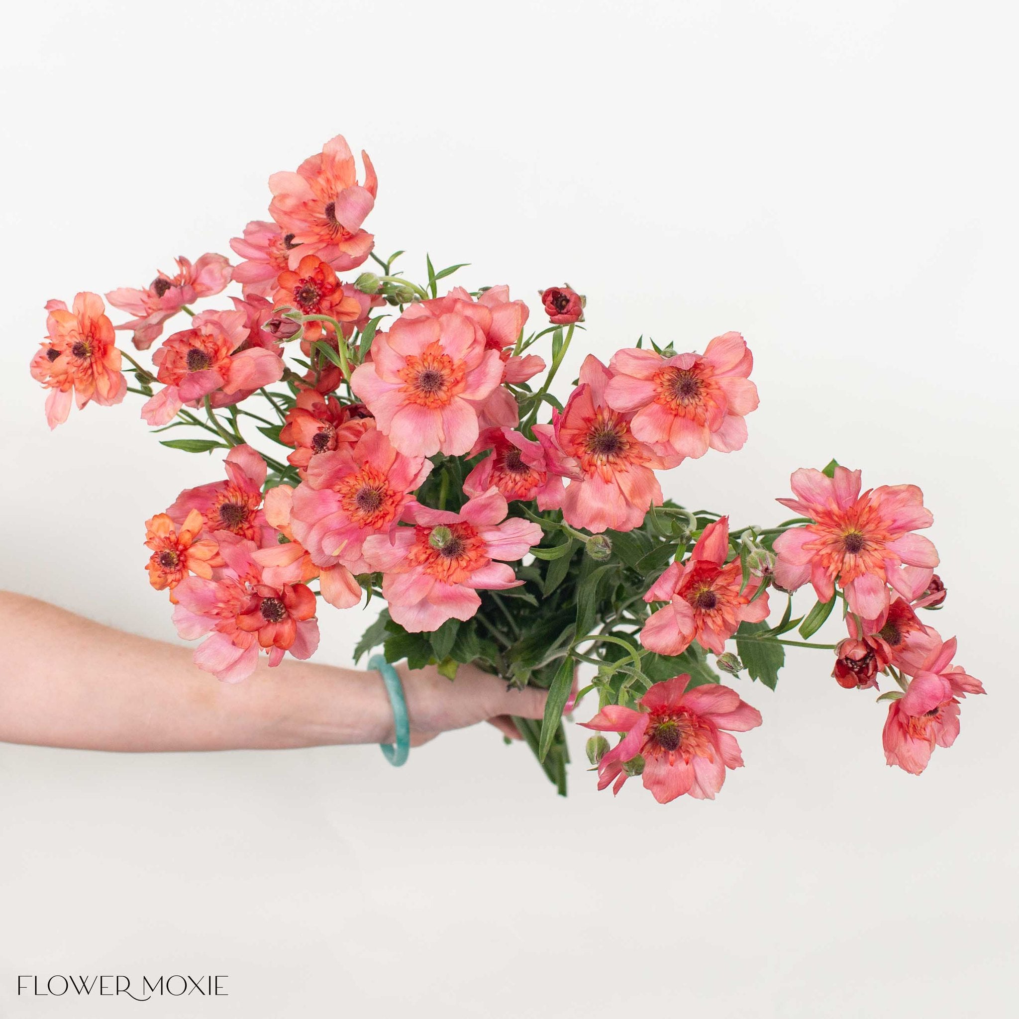 Coral Butterfly Ranunculus
