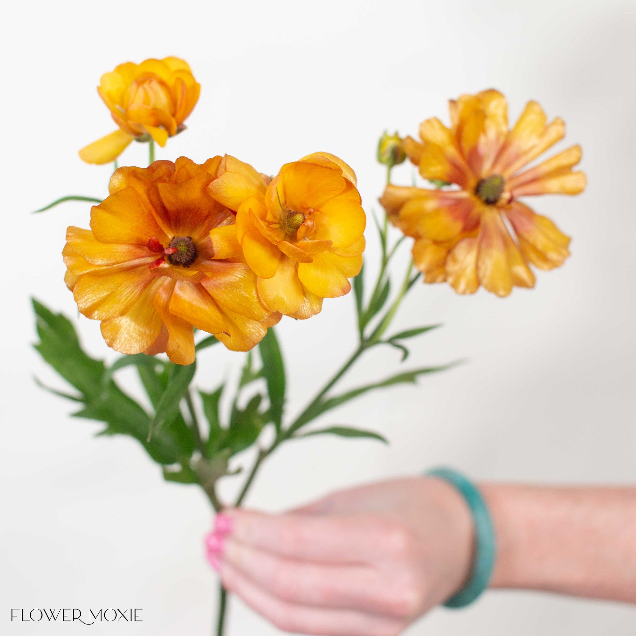 Orange Butterfly Ranunculus