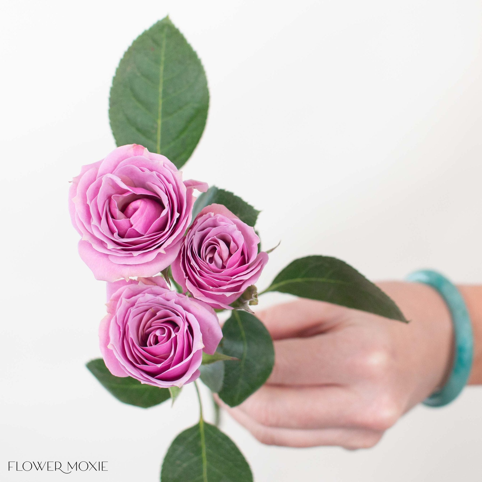 lavender spray roses