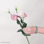White and Pink Lisianthus Flower
