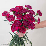 Raspberry Plum Carnation Flower