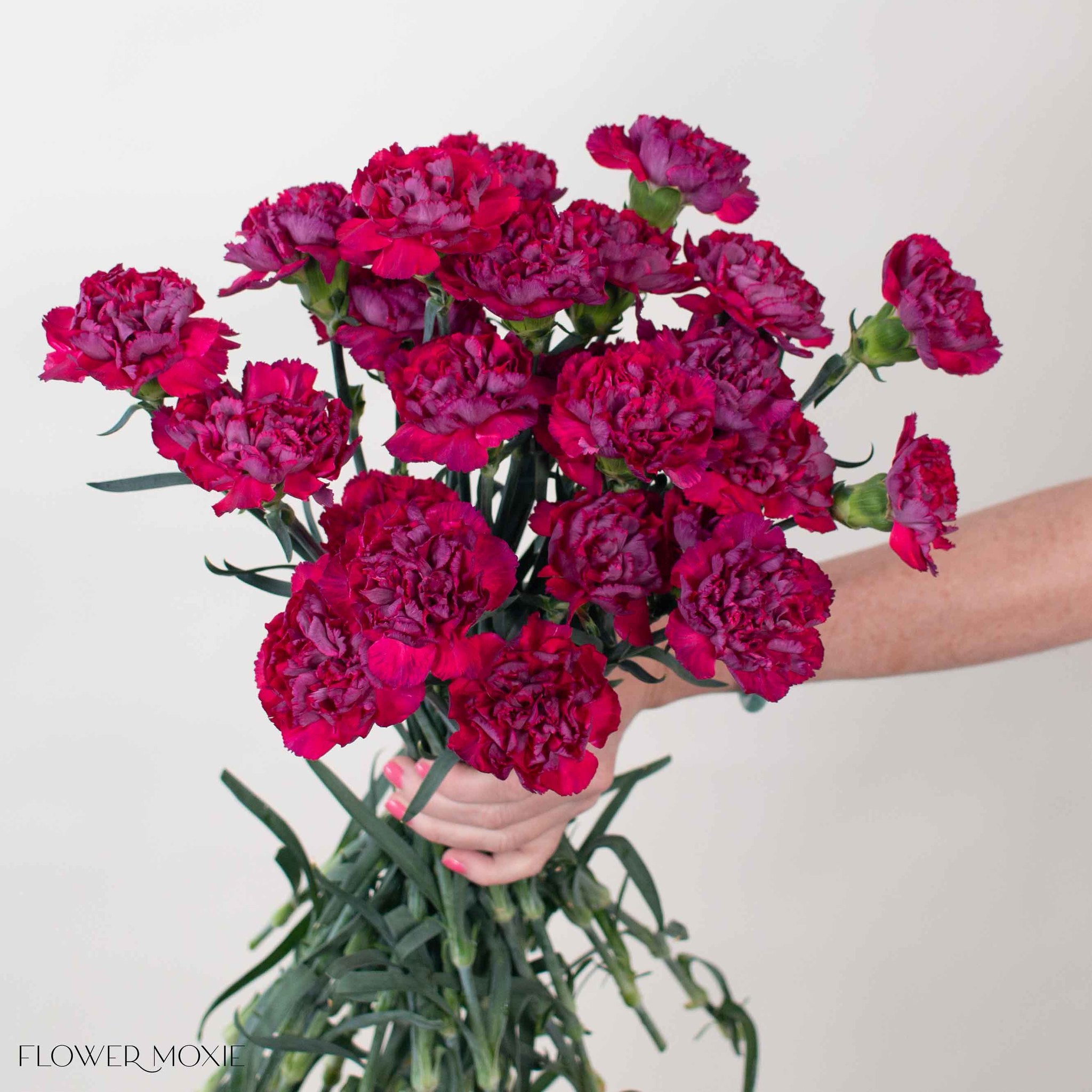Raspberry Plum Carnation Flower