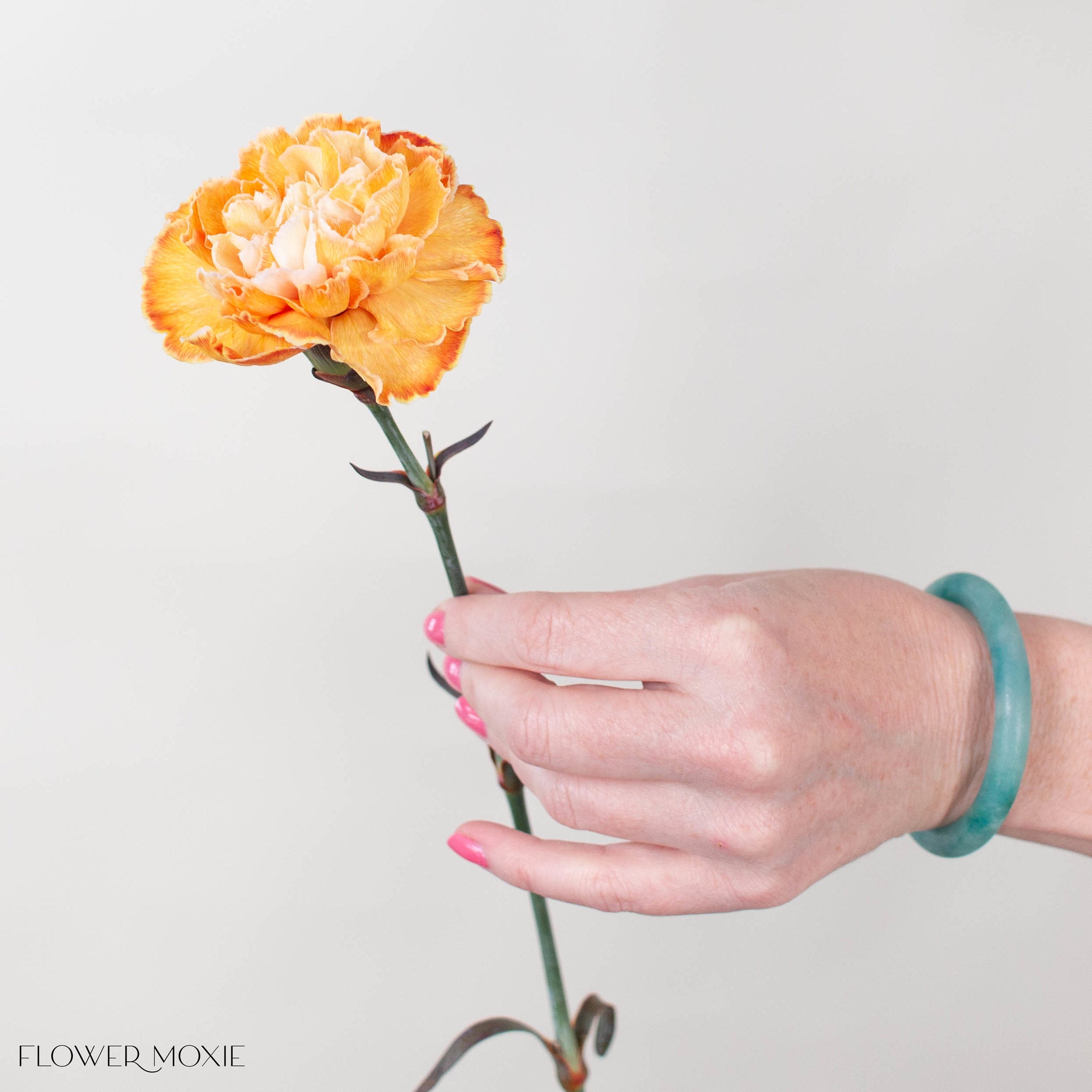 Copper Tinted Carnation Flower
