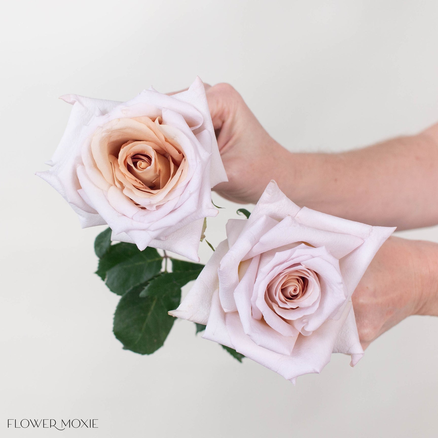 Mauve Beige Rose | Fresh DIY Wedding Flowers | Flower Moxie