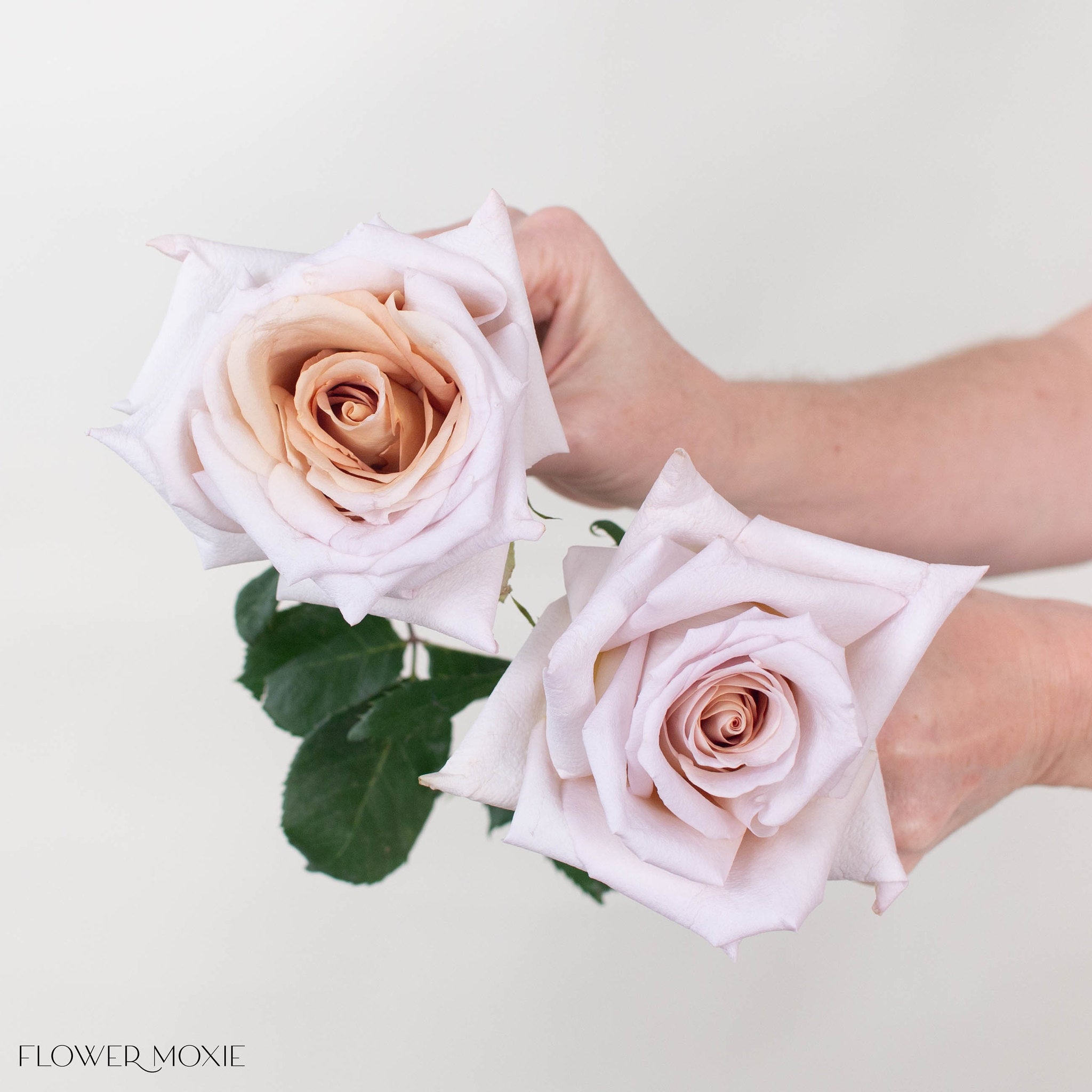 Mauve Beige Rose