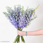 Lavender Delphinium Flower
