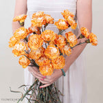 Copper Tinted Carnation Flower
