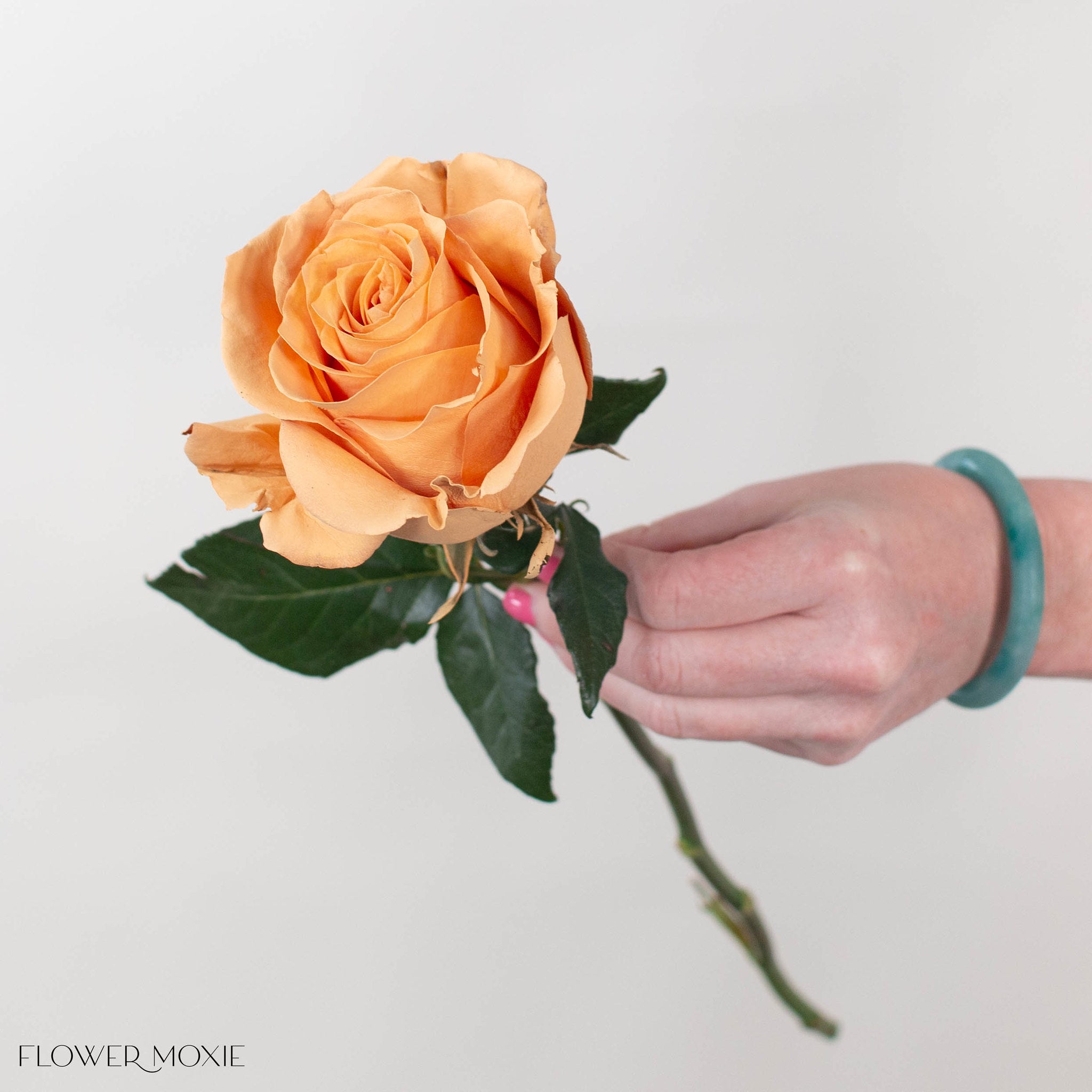 Painted Brown Toffee Novelty Rose
