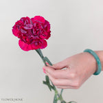 Raspberry Plum Carnation Flower