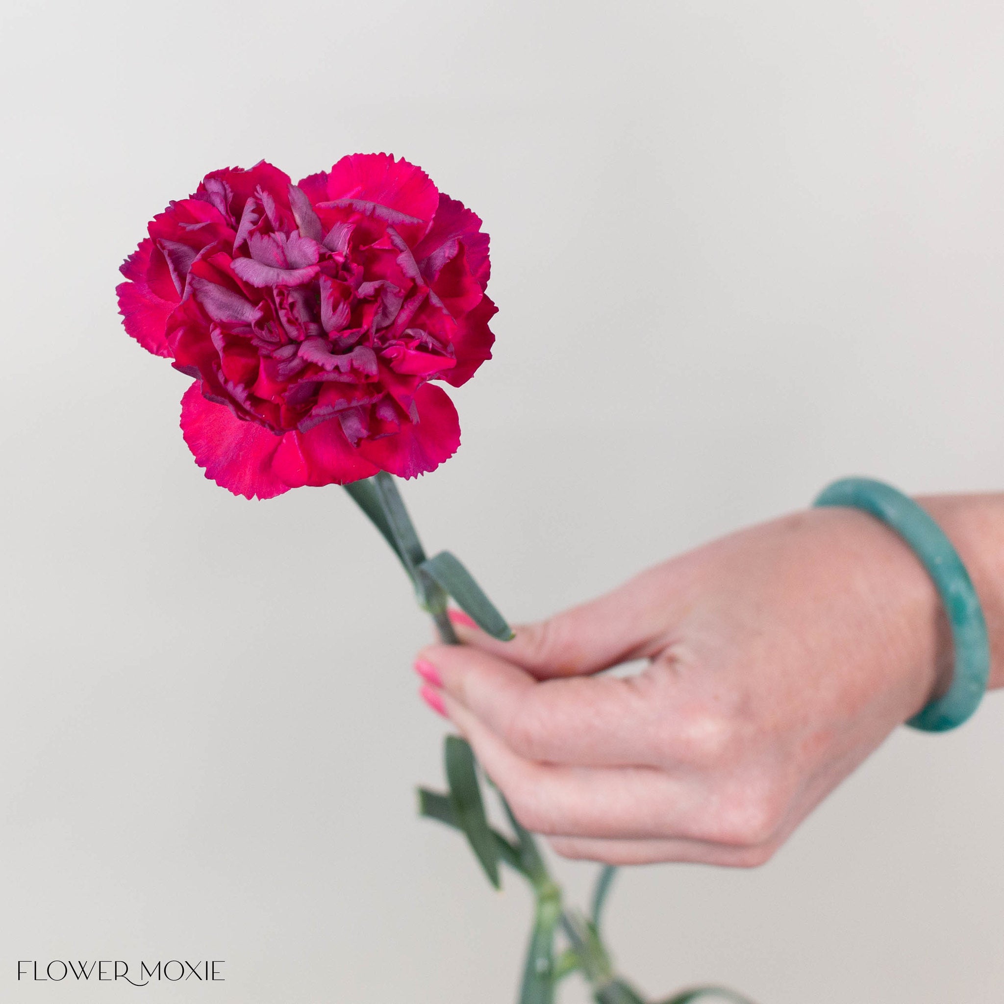Raspberry Plum Carnation Flower