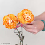 Copper Tinted Carnation Flower
