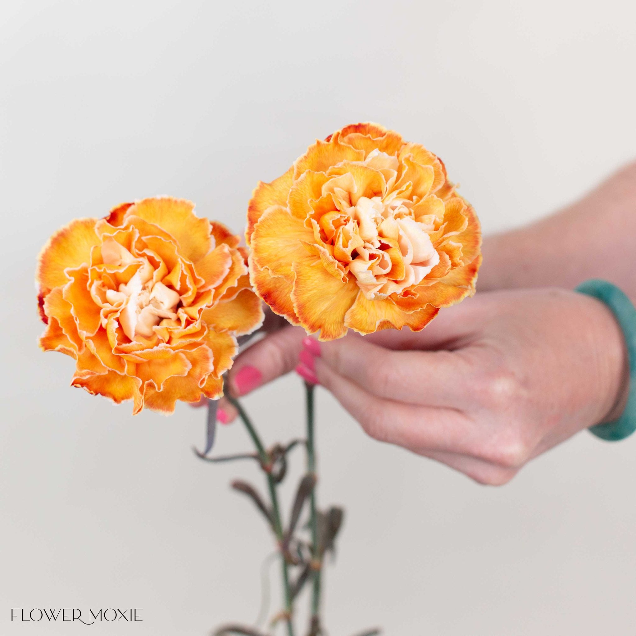 Copper Tinted Carnation Flower
