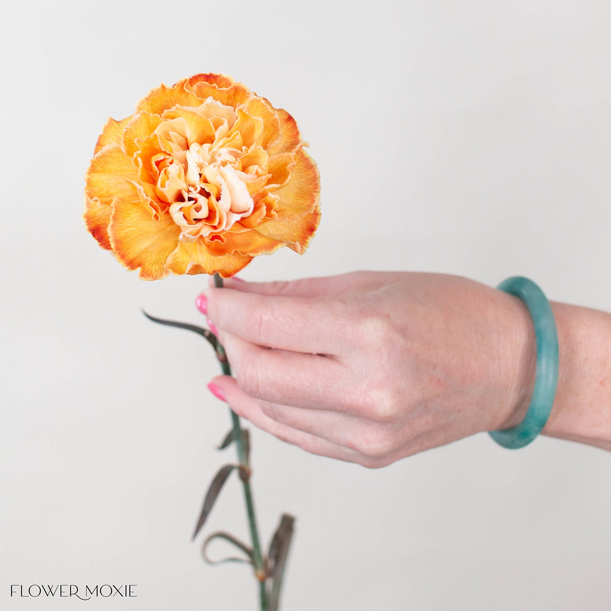 Copper Tinted Carnation Flower
