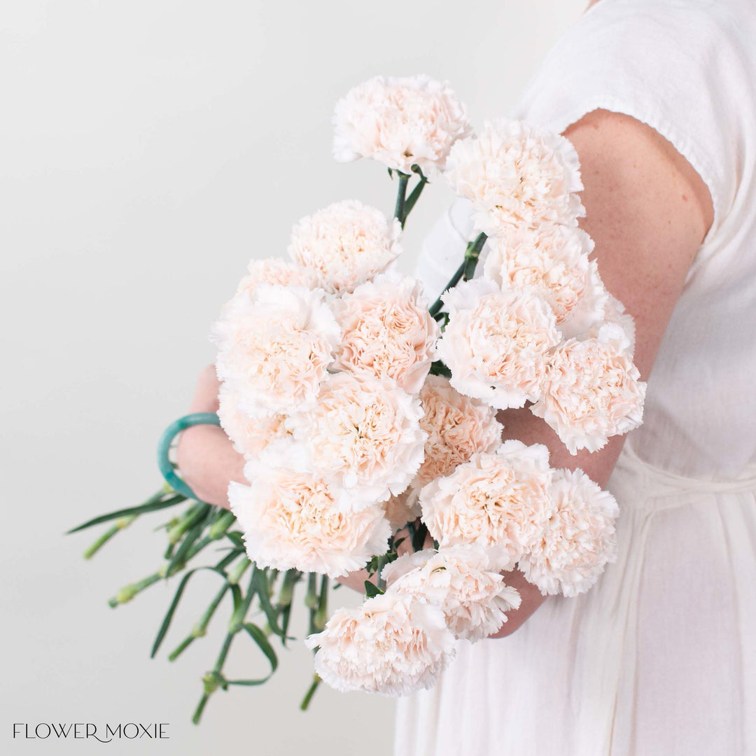 Soft Blush Carnation Flower | DIY Wedding Flowers | Flower Moxie 200 Stems - per stem