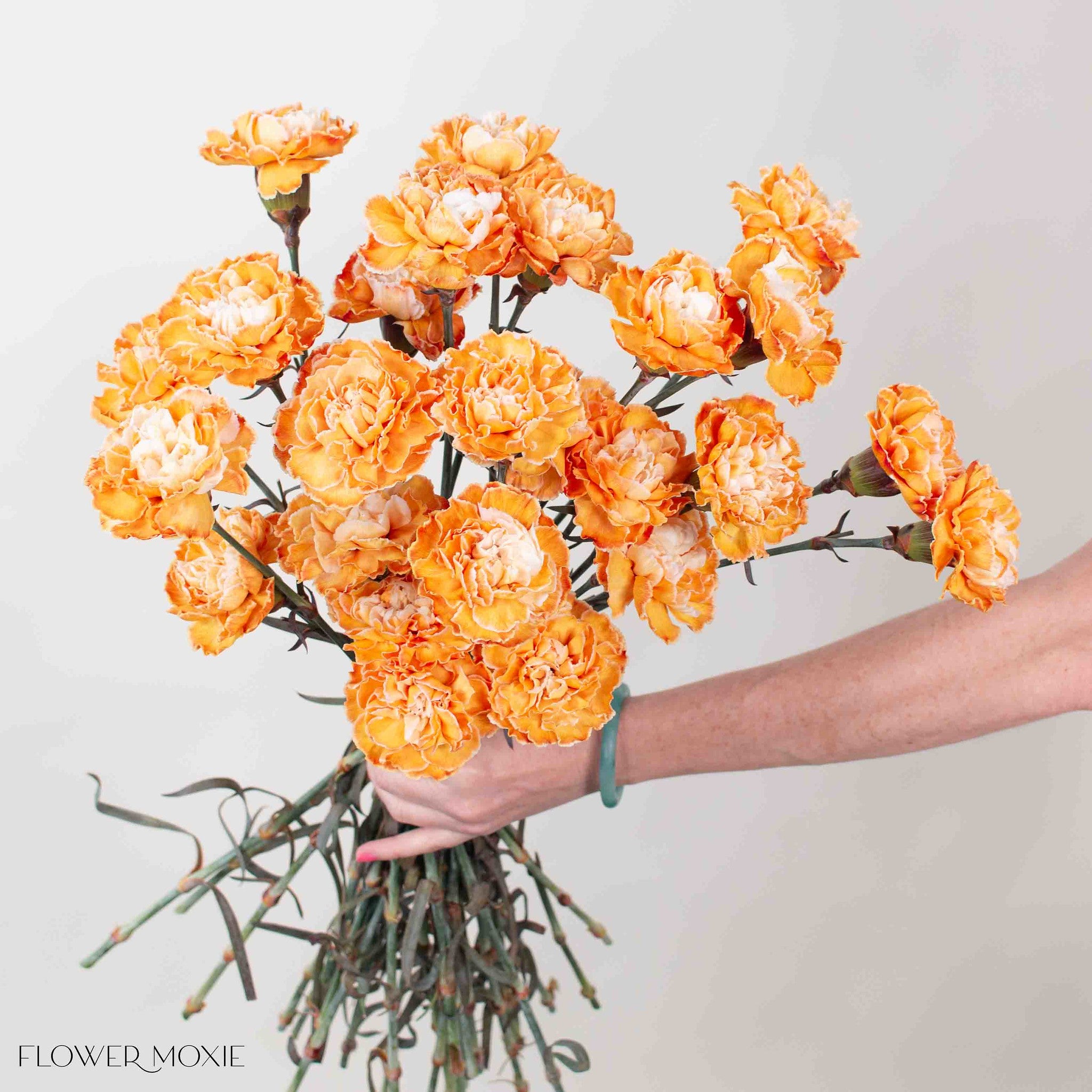 Copper Tinted Carnation Flower
