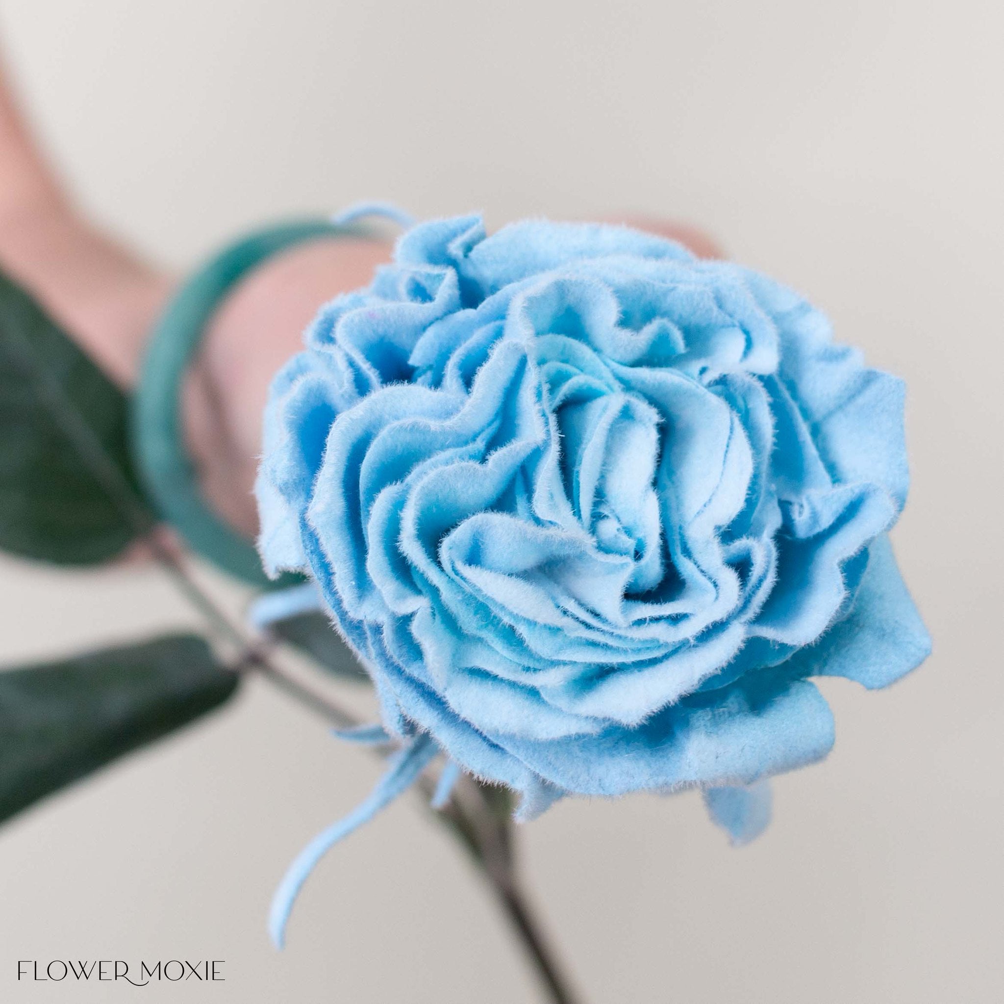 Novelty Roses | Flower Moxie | Roses for DIY Wedding