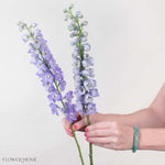 Lavender Delphinium Flower
