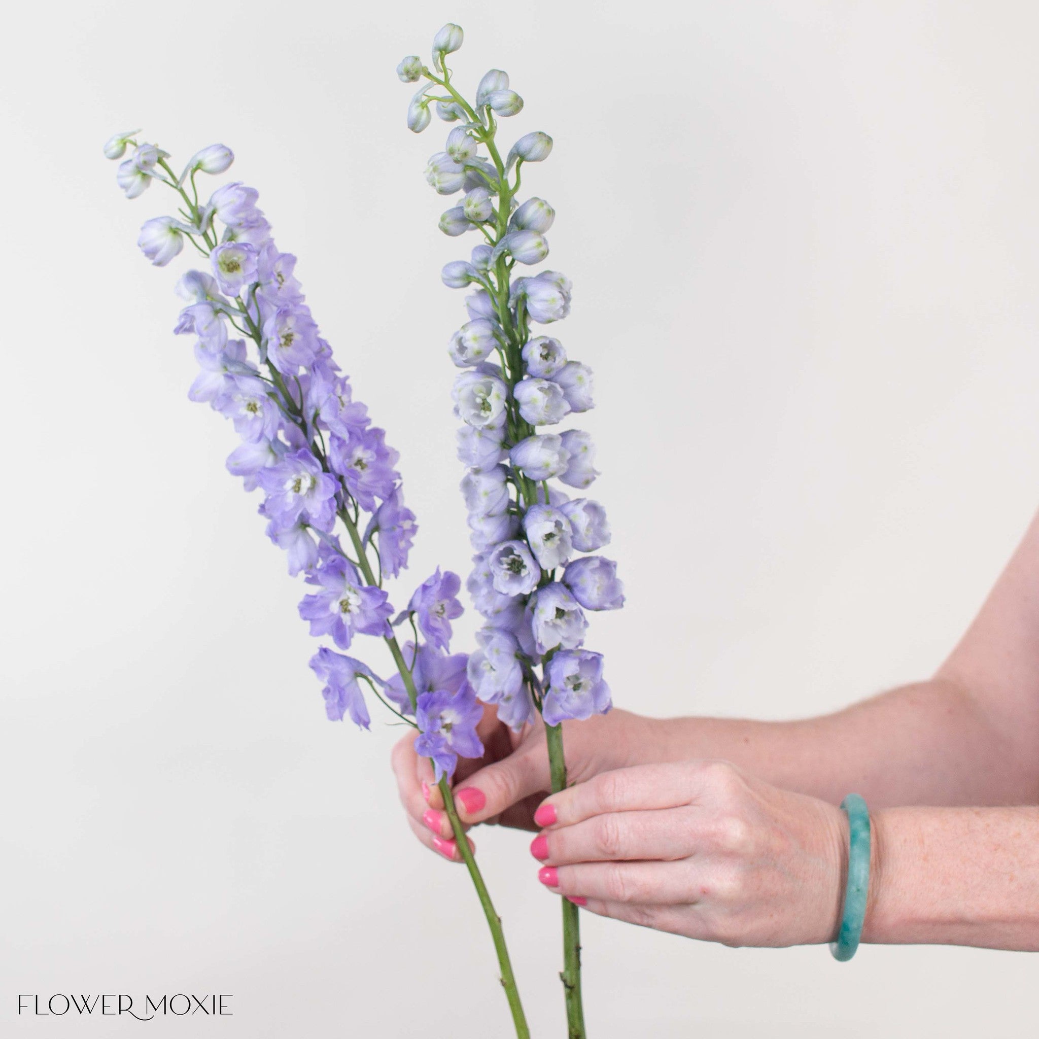 Lavender Delphinium Flower
