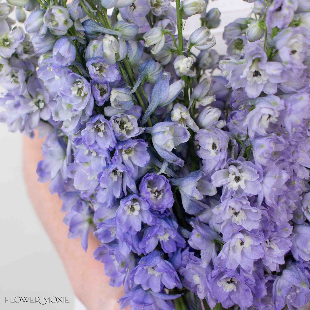 lavender as a cut flower Lavender Delphinium Flower | Fresh DIY Wedding Flowers | Flower Moxie 50 Stems