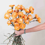 Copper Tinted Carnation Flower
