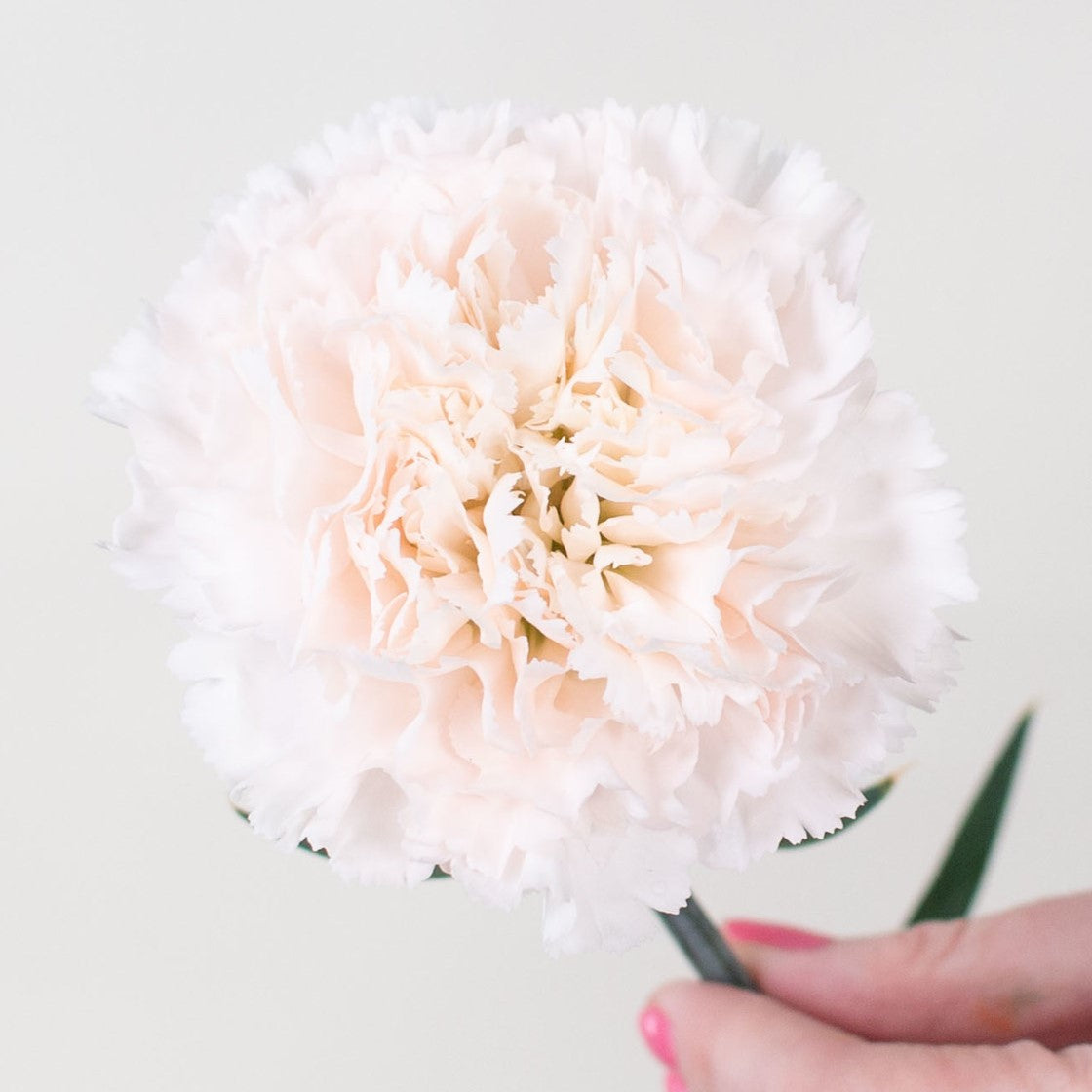 Soft Blush Carnation Flower