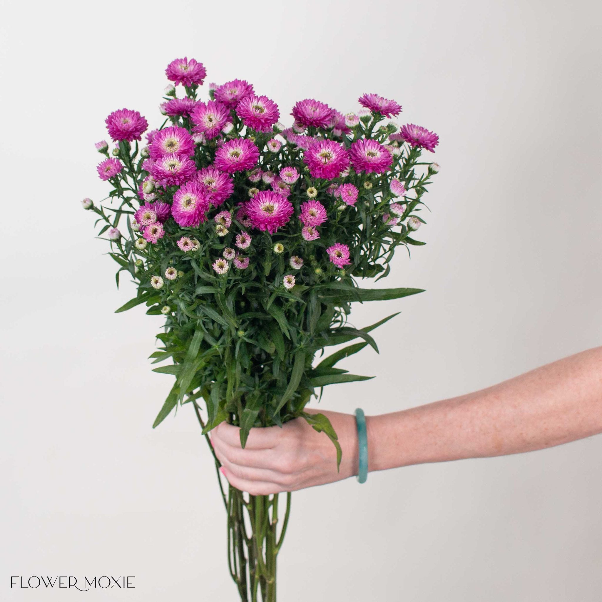 Magenta Ruffled Aster Flower
